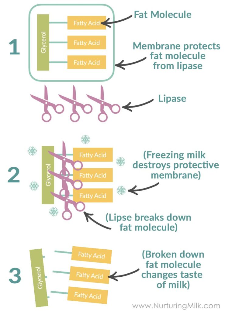 Diagram that explains how the enzyme lipase can make frozen breastmilk smell bad. 