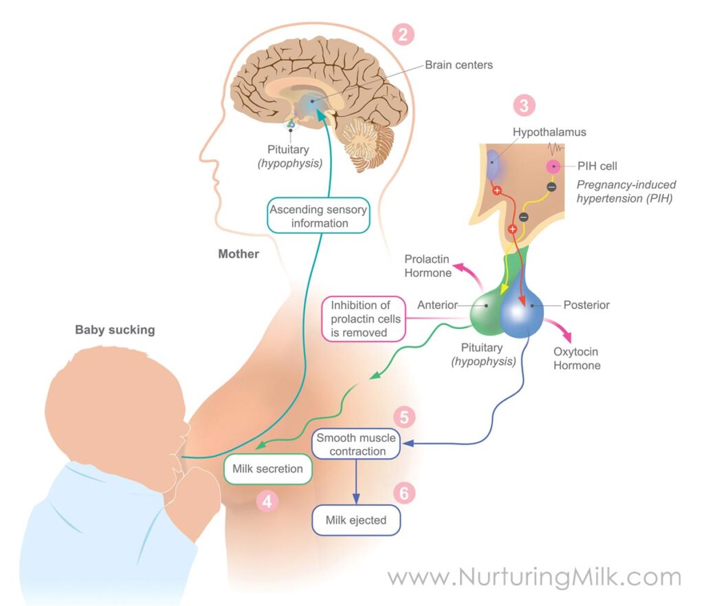 Nursing parent and baby. Image shows hormones that trigger a milk letdown. 
